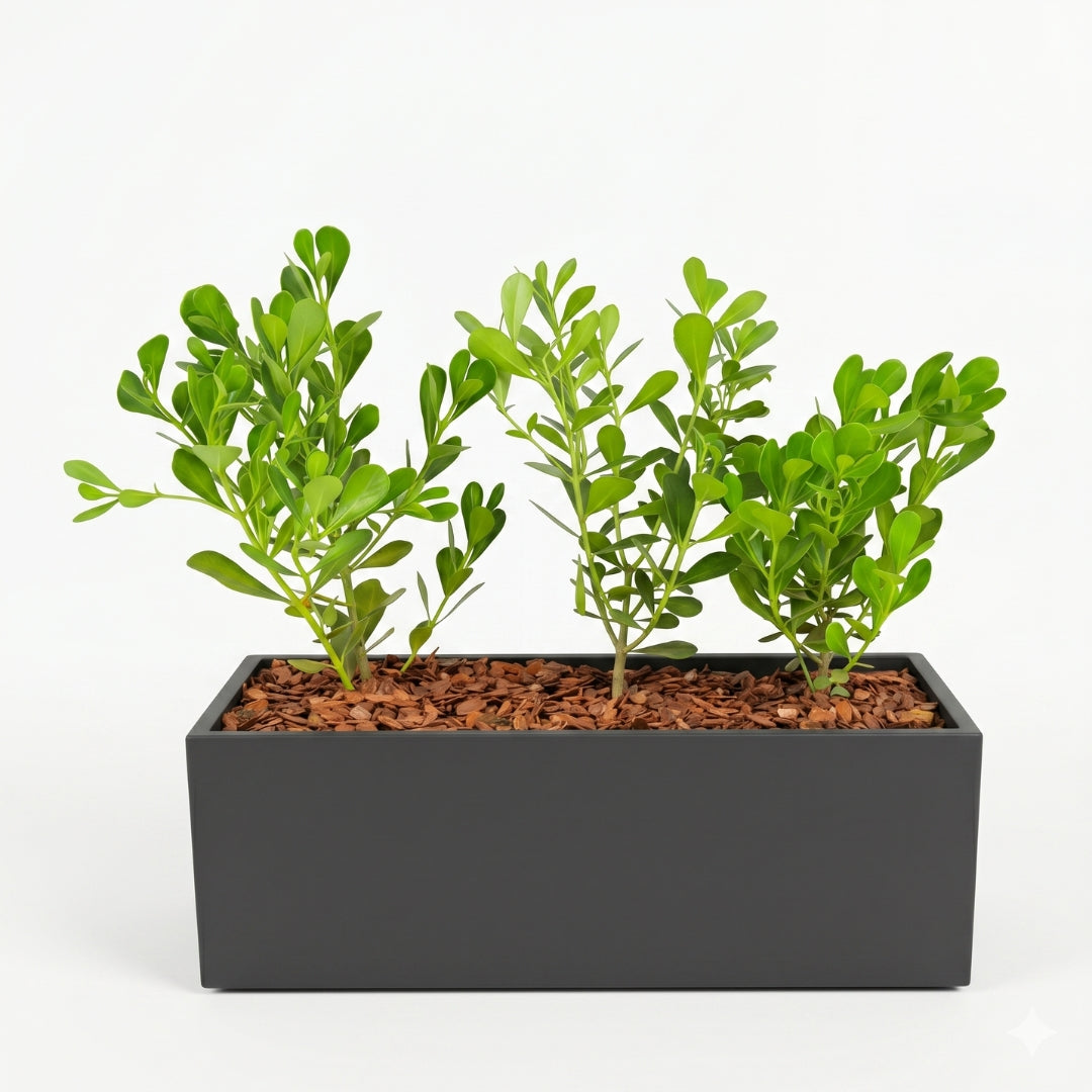 Charcoal Trough Planter – Green Haven