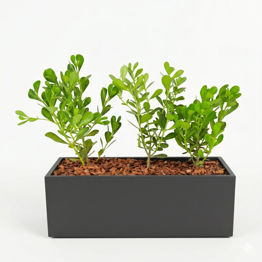 Charcoal Trough Planter – Green Haven