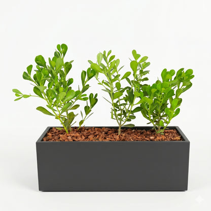 Charcoal Trough Planter – Green Haven