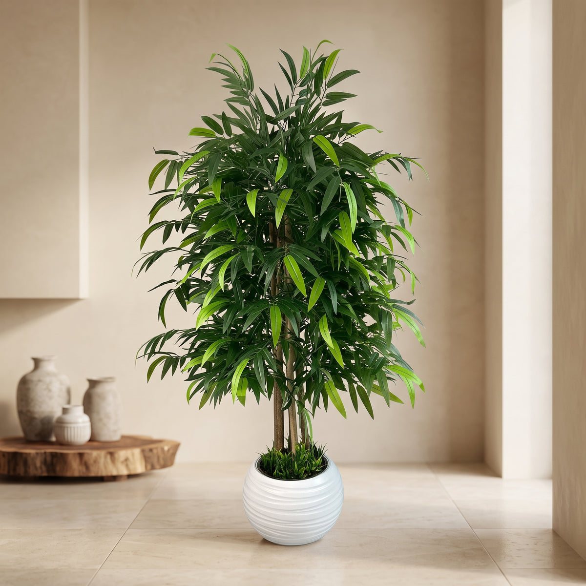 Lush Ficus Alii in Ribbed White Planter - Green Haven