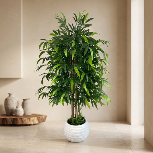 Lush Ficus Alii in Ribbed White Planter - Green Haven