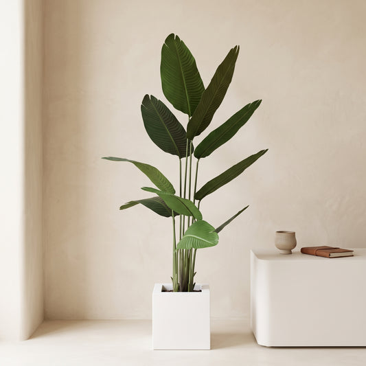Broadleaf Botanical in Minimalist Cube Pot - Green Haven
