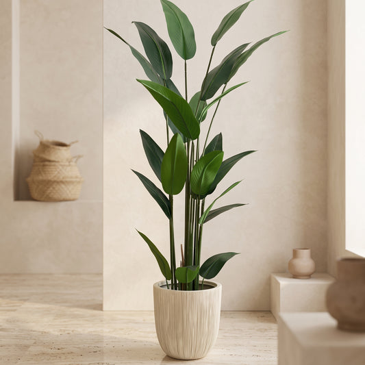 Tall Bird of Paradise in Fluted Cream Planter - Green Haven