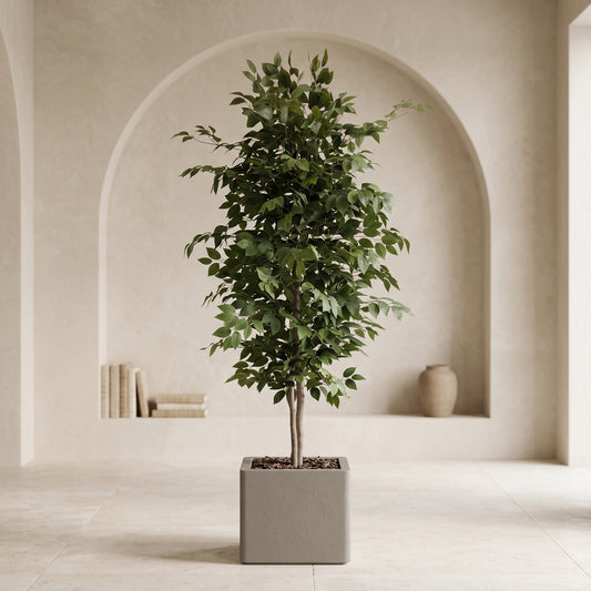 Classic Ficus for Modern Spaces - Green Haven