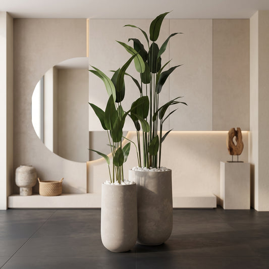 Twin Tropical Broadleaf in Smooth Concrete Planters - Green Haven